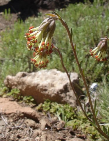 Glumicalyx nutans